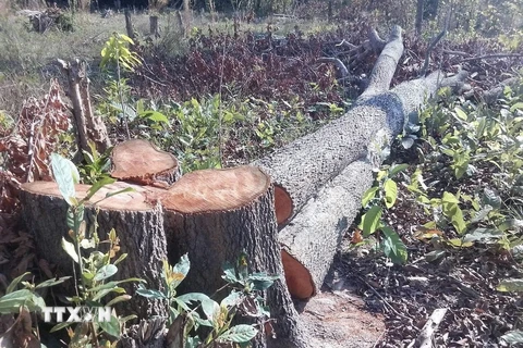 Những gốc cây lớn bị nhóm đối tượng cưa hạ trong một vụ phá rừng ở tỉnh Gia Lai. (Ảnh: TTXVN phát)