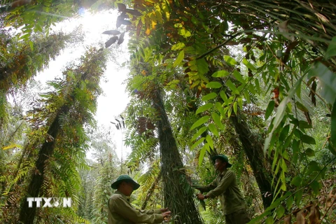Cán bộ Khu bảo tồn Thiên nhiên Lung Ngọc Hoàng, tỉnh Hậu Giang, tích cực kiểm tra rừng thường xuyên. (Ảnh: Duy Khương/TTXVN)