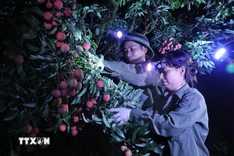 Người dân Lục Ngạn, tỉnh Bắc Giang, tất bật thu hoạch vải đêm năm 2023. (Ảnh: Danh Lam/TTXVN)