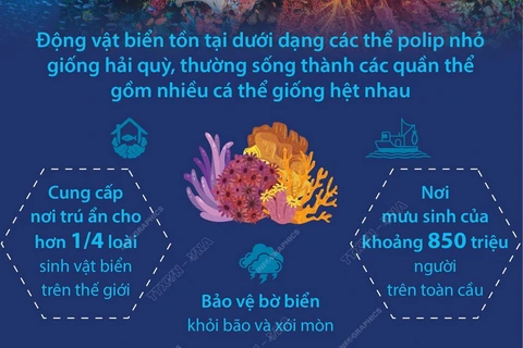 Điều cần biết về các rạn san hô trên thế giới