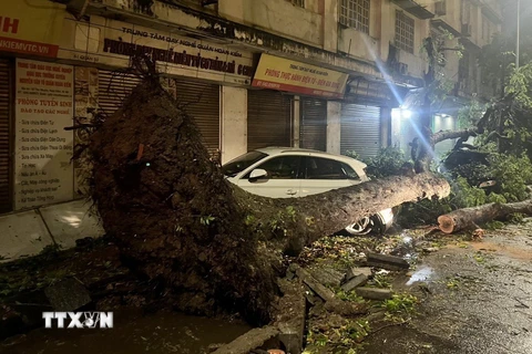 Hai ôtô bị cây đổ đè trúng trên phố Quán Sứ, quận Hoàn Kiếm, Hà Nội, trong cơn mưa dông tối 20/4 vừa qua. (Ảnh: Phạm Kiên/TTXVN)