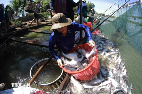 Thu hoạch cá tra đưa về nhà máy chế biến của Tập đoàn Sao Mai. (Ảnh: Vũ Sinh/TTXVN)