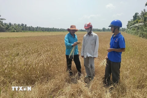 Nhiều diện tích lúa ở huyện Giồng Trôm, tỉnh Bến Tre, bị thiệt hại nặng nề do hạn, mặn. (Ảnh: Huỳnh Phúc Hậu/TTXVN)