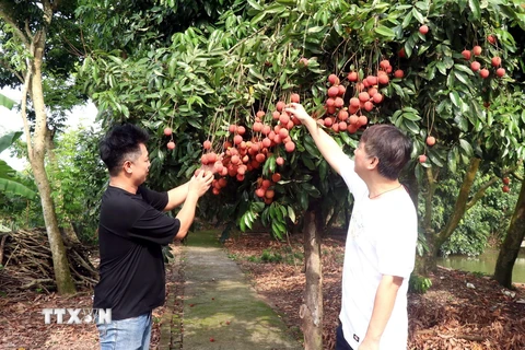 Vải trứng Hưng Yên với ưu thế, quả to, mã đẹp, vị ngọt thơm được đông đảo người tiêu dùng ưa chuộng. (Ảnh: Đinh Văn Nhiều/TTXVN)