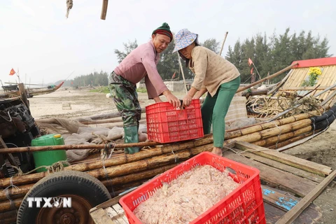 Vận chuyển ruốc biển vừa mới khai thác được từ bè mảng xuống xe kéo. (Ảnh: Xuân Tiến/TTXVN)