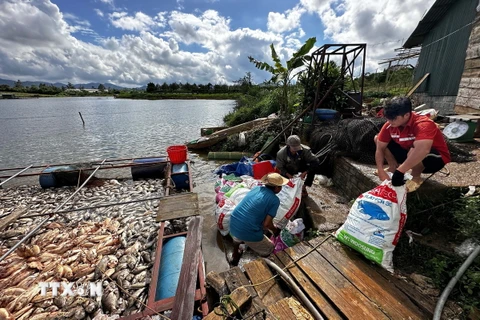 Một hộ dân thu gom cá chết để đóng bao bán cho thương lái mua về làm phân cá với giá rất rẻ. (Ảnh: Nguyễn Dũng/TTXVN)