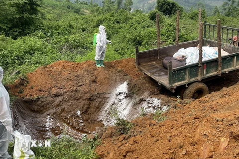 Tiêu hủy lợn mắc bệnh dịch tả lợn châu Phi. (Ảnh minh họa: TTXVN phát)