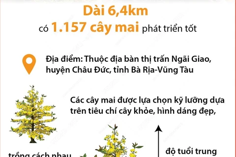 Tuyến đường trồng hoa mai vàng dài nhất Việt Nam