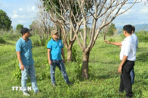 Những diện tích cao su chuyển đổi sang cây ăn quả kém hiệu quả của Công ty Cổ phần Hoàng Anh Gia Lai thuê đất trồng tại xã Pờ Tó, huyện Ia Pa, tỉnh Gia Lai. (Ảnh: Hoài Nam/TTXVN)