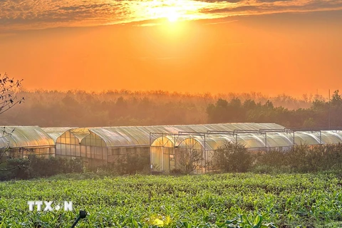 Mô hình sản xuất nông nghiệp công nghệ cao trong nhà màng tại Dfarm Quảng Trị tại thôn Động Sỏi, xã Kim Thạch, huyện Vĩnh Linh. (Ảnh: TTXVN phát)