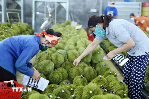 Công nhân dán tem sầu riêng để phục vụ cho công tác xuất khẩu. (Ảnh: Hoài Thu/TTXVN)