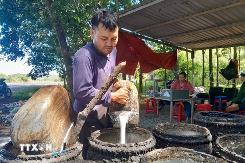 Giá thu mua mủ liên tục tăng khoảng 100 đồng/độ khiến nhà nông phấn khởi. (Ảnh: K GỬIH/TTXVN)