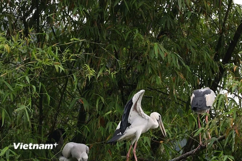 Ninh Bình: Lạc vào vương quốc các loài chim ở Thung Nham 