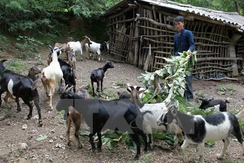 Một nông dân người dân tộc Tày, ở Trùng Khánh, Cao Bằng vay vốn ưu đãi đã đầu tư nuôi dê cho thu nhập tốt. (Ảnh minh họa: Trần Việt/TTXVN)