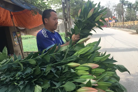 Giá hoa ly đã tăng. (Ảnh: PV/Vietnam+)