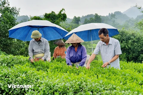 Gia đình ông Vũ Trí Long (ngoài cùng bên phải) không chỉ thoát nghèo bền vững mà còn tạo việc làm cho lao động địa phương. (Ảnh: Hồng Kiều/Vietnam+)