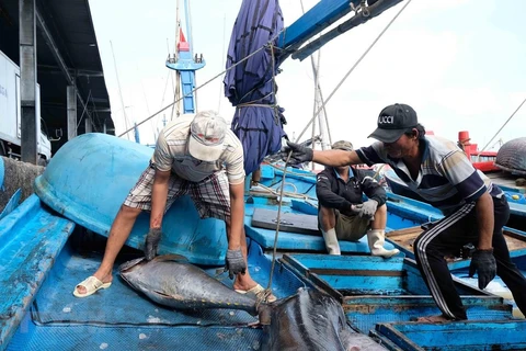Ngư dân Khánh Hòa đánh bắt cá ngừ. (Ảnh minh họa: Nguyễn Dũng/TTXVN)