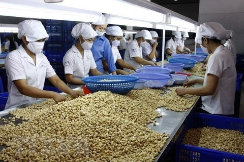 Hạt điều từ Việt Nam chiếm thị phần nhập khẩu hạt điều lớn nhất tại Nga. (Ảnh minh hoa: Đình Huệ/TTXVN)