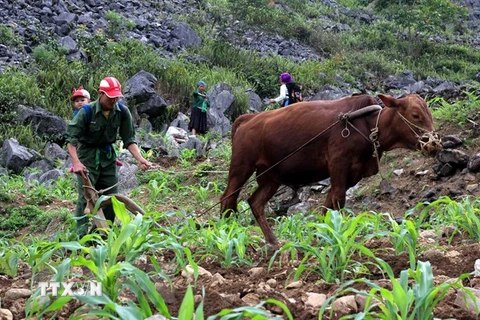 (Ảnh minh họa: TTXVN)