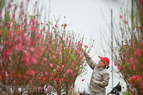 Bộ Lao động-Thương binh và Xã hội đề xuất nghỉ Tết Nguyên đán năm 2023 kéo dài 7 ngày. (Ảnh minh hoạ: Minh Sơn/Vietnam+)