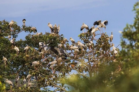 Đàn cò nhạn quý hiếm hơn 1.000 con di cư về Vườn quốc gia Lò Gò-Xa Mát. (Ảnh minh hoạ: Thanh Tân/TTXVN)