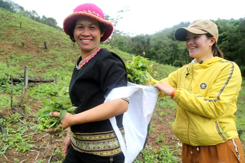 Dự án “Vươn mình” hỗ trợ nông dân tỉnh Đắk Lắk sẽ được triển khai từ nay cho đến hết tháng 8/2024. (Ảnh: PV/Vietnam+)