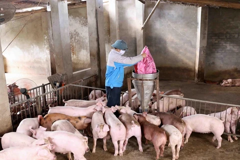 Chăn nuôi lợn đang gặp nhiều khó khăn. (Ảnh minh hoạ: PV/Vietnam+)