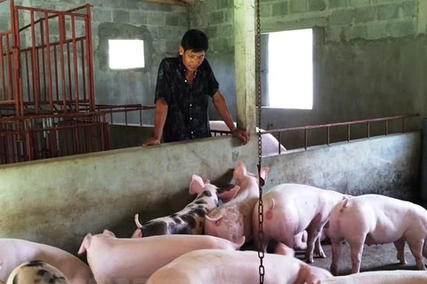 Các hộ chăn nuôi lợn đang đối mặt với khó khăn sản lượng tăng nhưng giá bán lại ở mức thấp. (Ảnh minh hoạ: PV/Vietnam+)