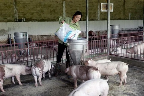 Chăn nuôi lợn. (Ảnh: Vietnam+)