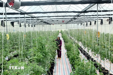 Mô hình trồng cà chua công nghệ cao. (Ảnh minh họa: TTXVN)