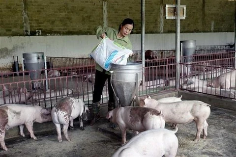 Ngành chăn nuôi lợn cần hướng đến các sản phẩm xuất khẩu. (Ảnh: PV/Vietnam+)
