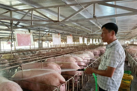 Việc phát triển vùng an toàn dịch bệnh đóng vai trò rất quan trọng trong việc xuất khẩu các sản phẩm chăn nuôi. (Ảnh: PV/Vietnam+)