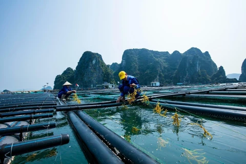 Mô hình nuôi biển của công ty cổ phần tập đoàn STP Group tại ở trại đảo Phất Cờ (Quảng Ninh). (Ảnh: PV/Vietnam+)