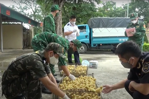 Lực lượng chức năng bắt giữ và xử lý buôn lậu gia cầm giống từ Trung Quốc vào Việt Nam. (Ảnh: Vietnam+)