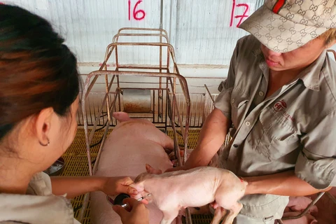 Số lượng vaccine dịch tả lợn châu Phi đã sản xuất và đang bảo quản tại kho của các công ty là trên 2 triệu liều.(Ảnh: PV/Vietnam+)