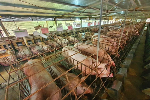 Chỉ số giá sản phẩm chăn nuôi lợn tháng 11/2023 giảm 4,65% so với cùng kỳ năm trước. (Ảnh: PV/Vietnam+)