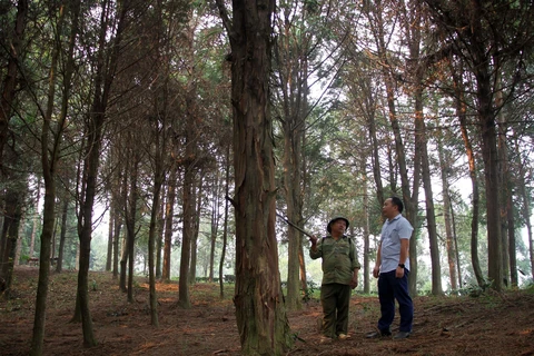 Một người dân ở Nghệ An đã tìm những cây con sa mu, pơ mu trong rừng về nhân giống, gây rừng. (Ảnh: Văn Tý/TTXVN)