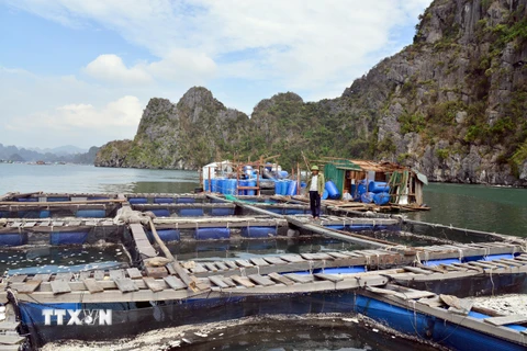 Bè cá song, dìa bị bão đánh vỡ, cá bị chết và trôi ra biển tại khu vực thành phố Cẩm Phả - Quảng Ninh. (Ảnh: Thanh Vân/TTXVN)