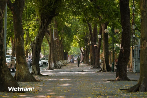 [Photo] Ngắm lá vàng rơi trên con phố lãng mạn bậc nhất Hà thành