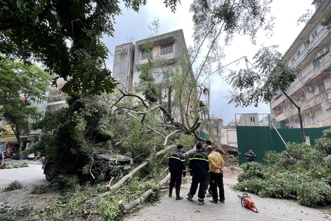 Hiện trường vụ đổ cây chắn ngang phố Lê Quý Đôn. (Ảnh: Minh Hiếu/Vietnam+)