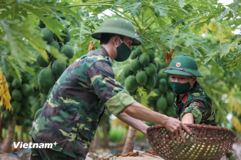 Sáng 24/8, Ban chỉ huy quân sự huyện Đan Phượng (Hà Nội) cùng với Xưởng X260 (thuộc Cục Quân Khí, Bộ Quốc Phòng) và lực lượng dân quân xã Phương Đình, Đan Phượng (huyện Đan Phượng) đã hỗ trợ người dân thu hoạch nông sản. (Ảnh: Minh Sơn/Vietnam+)