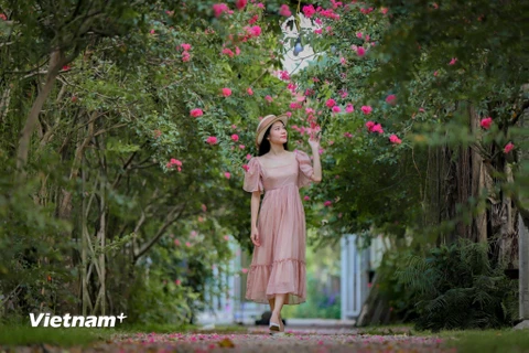 Mê mẩn trước vẻ đẹp của con đường hoa tường vy ở ngoại ô Hà Nội