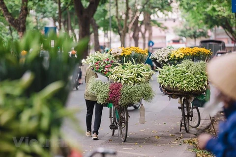 Hoa loa kèn đang vào mùa, rong ruổi trên các gánh hoa rong các tuyến phố của Thủ đô. (Ảnh: PV/Vietnam+)