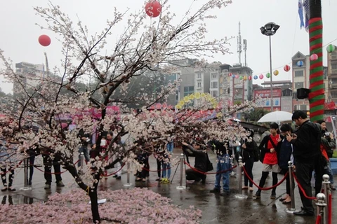Mặc dù trời mưa nhưng Lễ hội hoa anh đào năm nay vẫn thu hút đông đảo công chúng tham gia (Ảnh: An Ngọc/Vietnam+)