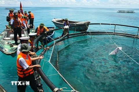 Mô hình nuôi cá lồng ở đảo Đá Tây. (Ảnh: TTXVN)