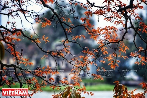 Tháp rùa Hồ Gươm ẩn hiện sau tán lộc non của những cây bằng lăng ven hồ, đẹp lạ lùng trong thời khắc giao mùa. Đây cũng là nguồn cảm hứng vô tận cho những người yêu nhiếp ảnh, tạo hình. (Ảnh: Báo Ảnh Việt Nam/TTXVN)