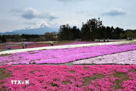Những thảm hoa Shibazakura rực rỡ dưới chân núi Phú Sỹ. (Ảnh: AFP/TTXVN)