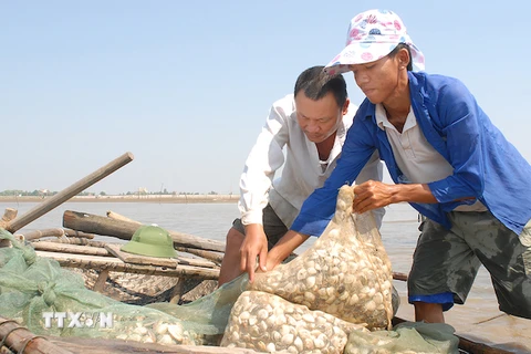 [Video] Nhọc nhằn nghề bới biển cào ngao ở Thái Bình