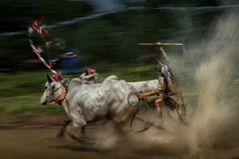 Giải thưởng nhiếp ảnh Heritage - Hành trình di sản 2018' thu hút sự tham gia của nhiều tay máy ở cả trong nước và nước ngoài. 'Về đích' (tác giả Nguyễn Ngọc Hòa) ghi lại khoảnh khắc ấn tượng tại lễ hội đua bò của đồng bào Khmer. (Nguồn ảnh: BTC)