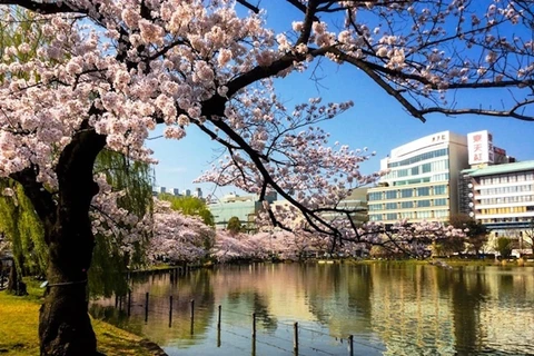 Bức ảnh Hoa anh đào nở rộ bên hồ nước tại Tokyo (Nhật Bản) được giới thiệu trong tập sách ảnh "Trên những nẻo đường tôi qua." (Ảnh: Trần Mạnh Thường) 